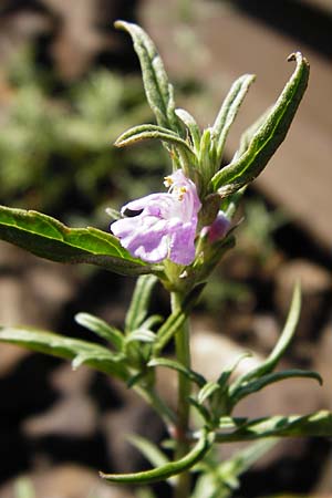 Galeopsis angustifolia \ Schmalblttriger Hohlzahn / Red Hemp-Nettle, D Blaubeuren 10.7.2015