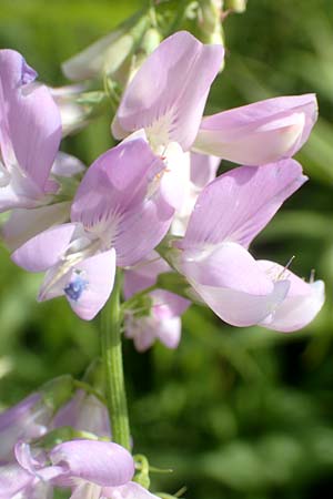 Galega officinalis \ Geiraute / Goat's Rue, D Schwarzwald/Black-Forest, Hornisgrinde 3.8.2016