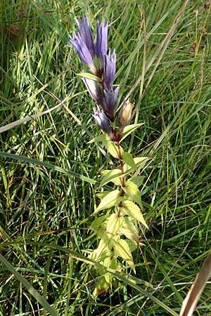 Gentiana asclepiadea \ Schwalbenwurz-Enzian / Willow Gentian, D Mindelsee 6.9.2016