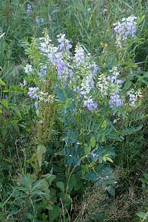 Galega officinalis \ Geiraute / Goat's Rue, D Schwarzwald/Black-Forest, Hornisgrinde 30.7.2017