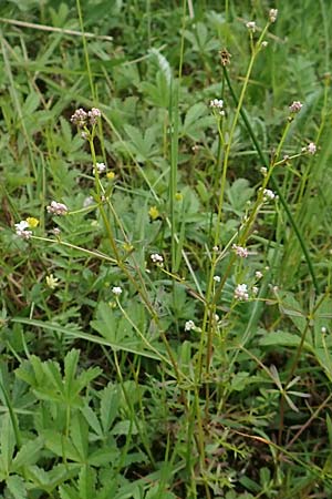 Galium pumilum \ Heide-Labkraut, Zierliches Labkraut / Slender Bedstraw, D Drover Heide 24.5.2018