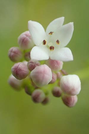 Galium pumilum \ Heide-Labkraut, Zierliches Labkraut / Slender Bedstraw, D Drover Heide 24.5.2018