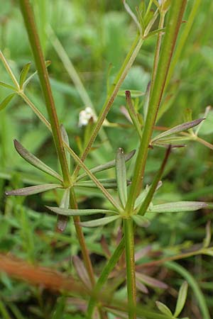 Galium pumilum \ Heide-Labkraut, Zierliches Labkraut / Slender Bedstraw, D Drover Heide 24.5.2018