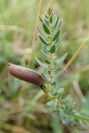 Genista anglica \ Englischer Ginster / Petty Whin, D Drover Heide 13.6.2018