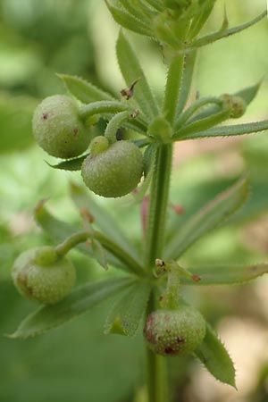 Galium tricornutum \ Dreihrniges Labkraut / Corn Cleavers, Roughfruit Corn Bedstraw, D Grünstadt-Asselheim 21.6.2018