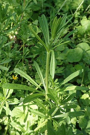 Galium aparine \ Kletten-Labkraut, Klebkraut / Cleavers, Sticky Willy, D Frankfurt-Niederrad 21.4.2019