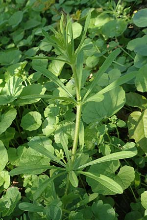 Galium aparine \ Kletten-Labkraut, Klebkraut / Cleavers, Sticky Willy, D Frankfurt-Niederrad 21.4.2019