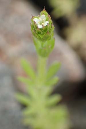 Galium aparine \ Kletten-Labkraut, Klebkraut / Cleavers, Sticky Willy, D Mannheim 5.5.2019