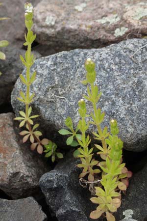Galium aparine \ Kletten-Labkraut, Klebkraut / Cleavers, Sticky Willy, D Mannheim 5.5.2019