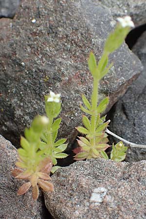 Galium aparine \ Kletten-Labkraut, Klebkraut / Cleavers, Sticky Willy, D Mannheim 5.5.2019