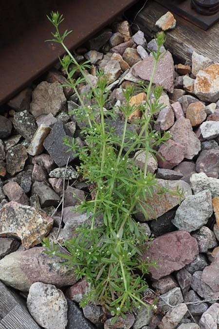 Galium aparine, Kletten-Labkraut, Klebkraut