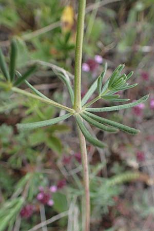 Galium glaucum \ Blaugrnes Labkraut / Glaucous Bedstraw, Waxy Bedstraw, D Thüringen, Tunzenhausen 9.6.2022