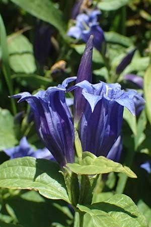 Gentiana asclepiadea \ Schwalbenwurz-Enzian / Willow Gentian, D Uffing 14.8.2024
