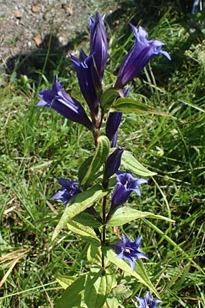 Gentiana asclepiadea \ Schwalbenwurz-Enzian / Willow Gentian, D Uffing 14.8.2024