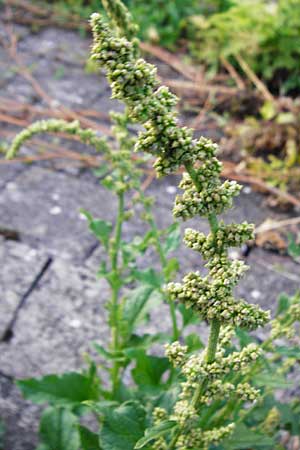 Blitum bonus-henricus \ Guter Heinrich / Good King Henry, D Schwenningen (Schwäb. Alb) 25.7.2015