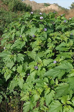 Nicandra physalodes \ Giftbeere / Apple of Peru, D Mannheim 24.10.2019