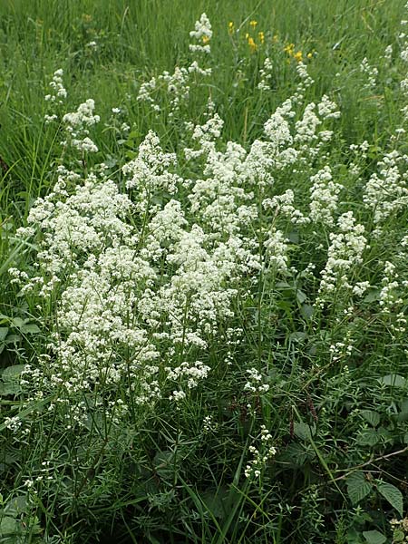 Galium boreale \ Nordisches Labkraut / Northern Bedstraw, D Neuleiningen 15.6.2020