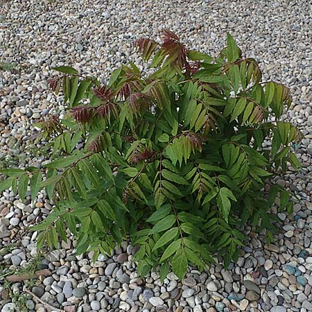Ailanthus altissima \ Chinesischer Gtterbaum / Tree of Heaven, D Mannheim 22.5.2021