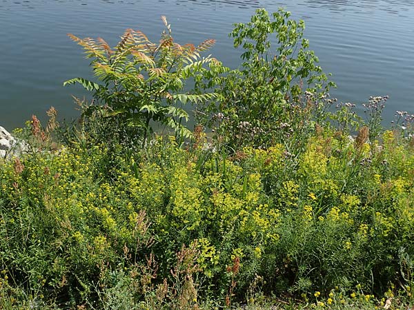 Ailanthus altissima, Chinesischer Gtterbaum