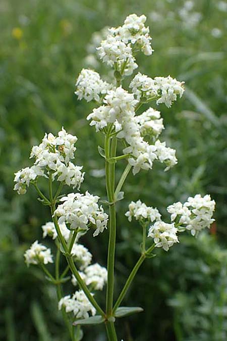 Galium boreale \ Nordisches Labkraut / Northern Bedstraw, D Thüringen, Erfurt 13.6.2022
