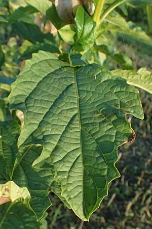 Nicandra physalodes \ Giftbeere / Apple of Peru, D Mannheim 27.10.2024