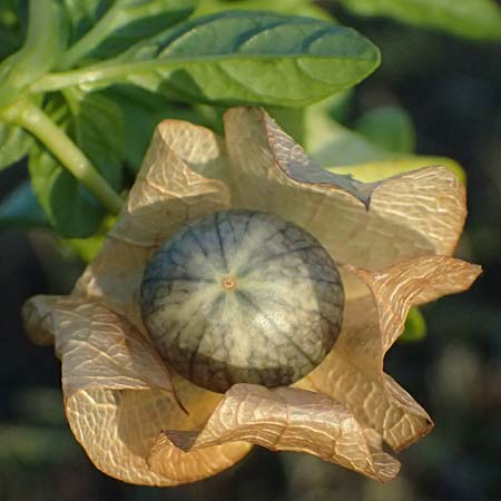 Nicandra physalodes \ Giftbeere / Apple of Peru, D Mannheim 27.10.2024
