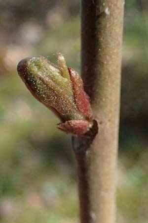 Ailanthus altissima \ Chinesischer Gtterbaum / Tree of Heaven, D Mannheim 4.4.2025