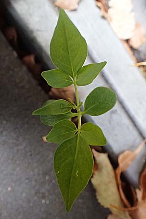 Ailanthus altissima \ Chinesischer G�tterbaum / Tree of Heaven, D Mannheim 13.9.2026