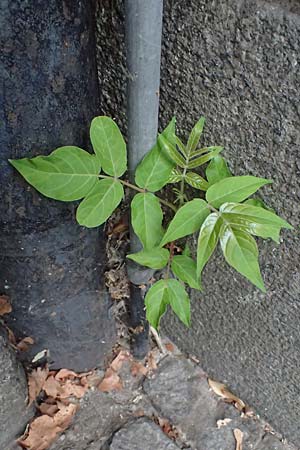 Ailanthus altissima \ Chinesischer G�tterbaum / Tree of Heaven, D Mannheim 13.9.2026