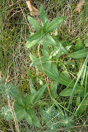 Gentiana cruciata \ Kreuz-Enzian / Cross-Leaved Gentian, D Bickenbach 22.7.2016