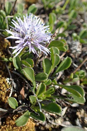 Globularia cordifolia \ Herzblttrige Kugelblume / Leather-Leaf Powder-Puff, D Eching 2.5.2019