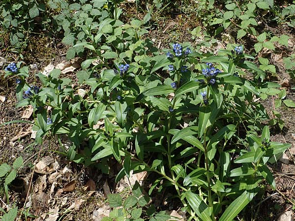 Gentiana cruciata \ Kreuz-Enzian / Cross-Leaved Gentian, D Mannheim 10.7.2021