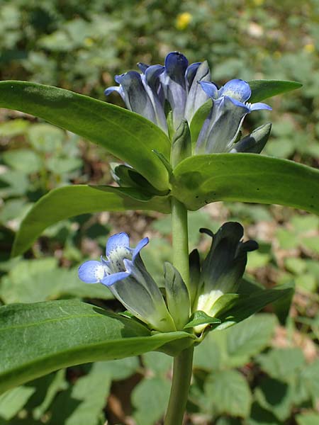 Gentiana cruciata \ Kreuz-Enzian / Cross-Leaved Gentian, D Mannheim 10.7.2021