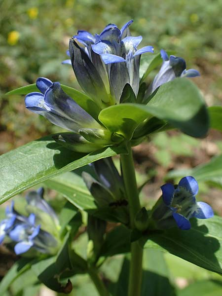 Gentiana cruciata \ Kreuz-Enzian / Cross-Leaved Gentian, D Mannheim 10.7.2021