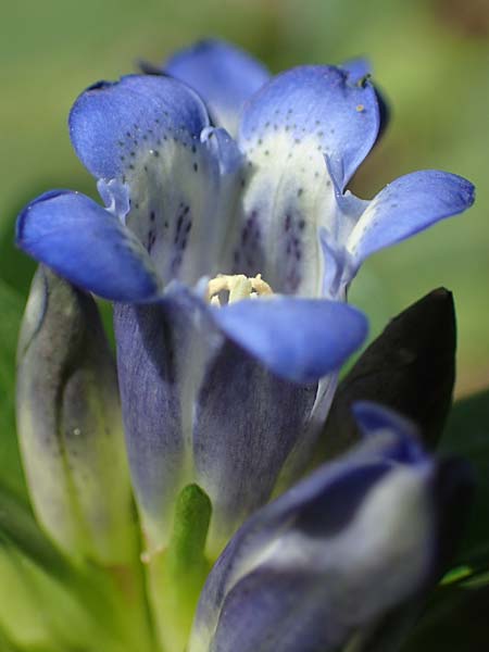 Gentiana cruciata \ Kreuz-Enzian / Cross-Leaved Gentian, D Mannheim 10.7.2021