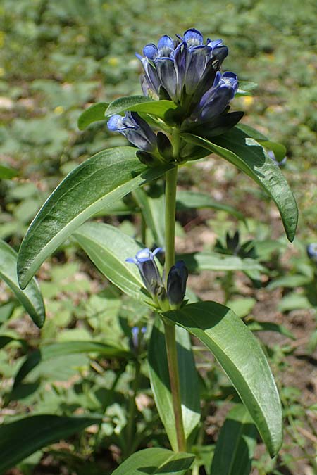 Gentiana cruciata \ Kreuz-Enzian / Cross-Leaved Gentian, D Mannheim 10.7.2021