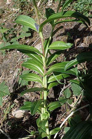 Gentiana cruciata \ Kreuz-Enzian / Cross-Leaved Gentian, D Mannheim 10.7.2021