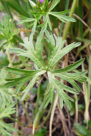 Geranium dissectum \ Schlitzblttriger Storchschnabel / Cut-Leaved Crane's-Bill, D Östringen-Eichelberg 30.4.2015