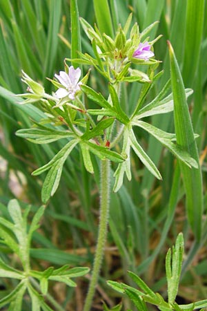 Geranium dissectum \ Schlitzblttriger Storchschnabel / Cut-Leaved Crane's-Bill, D Östringen-Eichelberg 30.4.2015