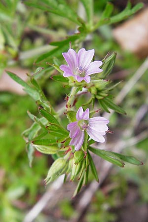 Geranium dissectum \ Schlitzblttriger Storchschnabel / Cut-Leaved Crane's-Bill, D Östringen-Eichelberg 30.4.2015
