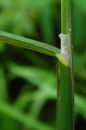 Glyceria notata \ Falt-Schwaden / Marked Glyceria, Plicate Sweet-Grass, D Schwarzwald/Black-Forest, Kniebis 5.8.2015