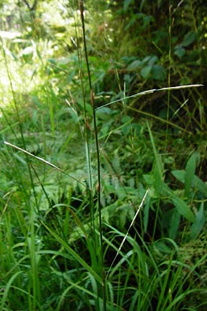 Glyceria notata \ Falt-Schwaden / Marked Glyceria, Plicate Sweet-Grass, D Schwarzwald/Black-Forest, Kniebis 5.8.2015