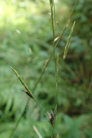 Glyceria notata \ Falt-Schwaden / Marked Glyceria, Plicate Sweet-Grass, D Schwarzwald/Black-Forest, Kniebis 5.8.2015