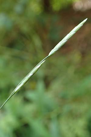 Glyceria notata \ Falt-Schwaden / Marked Glyceria, Plicate Sweet-Grass, D Schwarzwald/Black-Forest, Kniebis 5.8.2015
