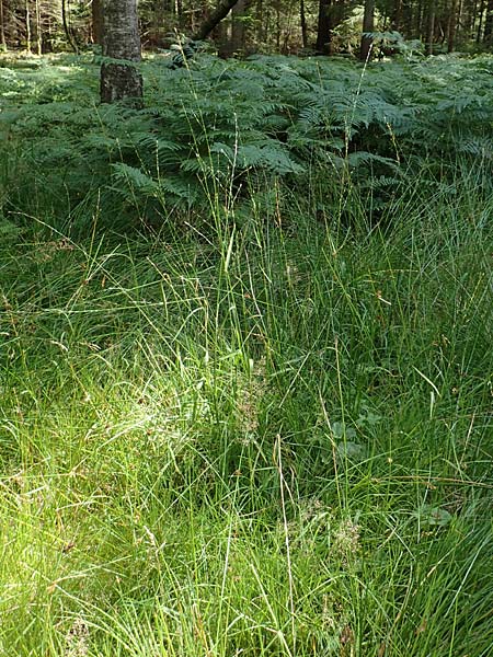 Glyceria notata \ Falt-Schwaden / Marked Glyceria, Plicate Sweet-Grass, D Schwarzwald/Black-Forest, Kniebis 5.8.2015