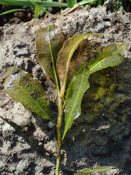 Potamogeton lucens \ Glnzendes Laichkraut / Shining Pontweed, D Groß-Gerau 21.9.2015