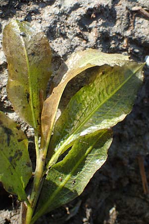 Potamogeton lucens \ Glnzendes Laichkraut / Shining Pontweed, D Groß-Gerau 21.9.2015