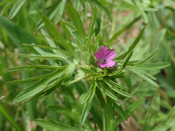 Geranium dissectum \ Schlitzblttriger Storchschnabel / Cut-Leaved Crane's-Bill, D Höpfingen 20.5.2023