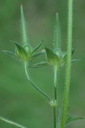 Geranium dissectum \ Schlitzblttriger Storchschnabel / Cut-Leaved Crane's-Bill, D Neckarsteinach 24.8.2024