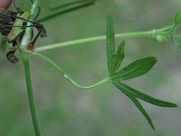 Geranium dissectum \ Schlitzblttriger Storchschnabel / Cut-Leaved Crane's-Bill, D Neckarsteinach 24.8.2024